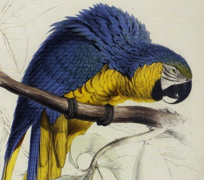 The Natural History of Edward Lear